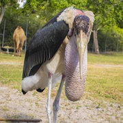 Marabou Storks