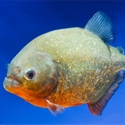 Red Bellied Piranha