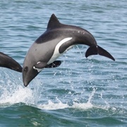 Heaviside's Dolphin