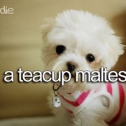 Own a Maltese