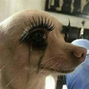 Chihuahua Crying With False Eyelashes