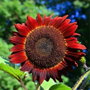 Red Sunflower