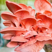Pink Oyster Mushroom (Pleurotus Djamor)