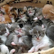 A Kindle of Kittens