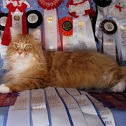 Compete in Cat Show