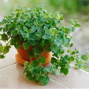 Oregano Plant