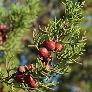 Juniperus Turbinata