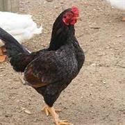 Dark Cornish Bantam