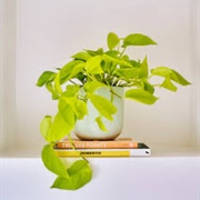 Neon Pothos