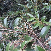 Japanese Chinquapin (Castanopsis Cuspidata)