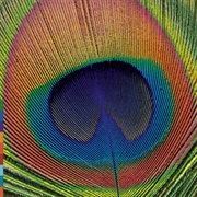 Rizwan-Muazzam Qawwali - Day of Colours