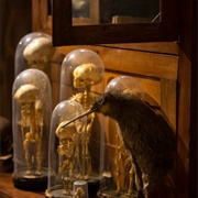 The Monroe Moosnick Medical and Science Museum