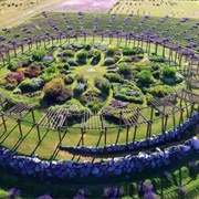 Cherry Point Farm and Market Lavender Labyrinth