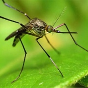 Leave Early Due to Bugs