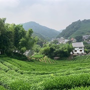 Longjing Tea Village, Hangzhou, China