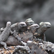 A Mess of Iguanas