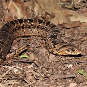 Night Adder
