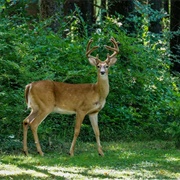 Trimble Wildlife Management Area (Athens County)