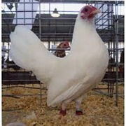 White OEG Bantam