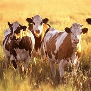 A Kine of Cows
