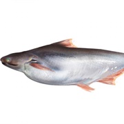 Basa (Pangasius Bocourti)
