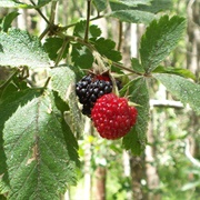 Hawaiian Raspberry (Rubus Hawaiensis)