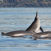 Sowerby's Beaked Whale