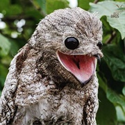 Potoo
