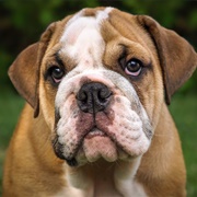 Bulldog