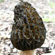 Black Morel (Morchella Elata)