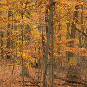 Hutchins (Highbanks) State Nature Preserve