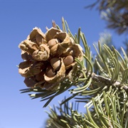 Pine Nuts