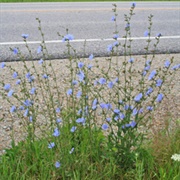 Chicory (All)