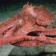 Giant Pacific Octupus