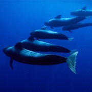 Short-Finned Pilot Whale