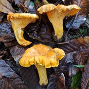 Cantharellus Subpruinosus