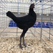 Black Modern Game Bantam