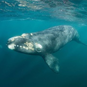 North Atlantic Right Whale