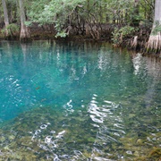 Manatee Springs