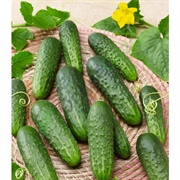 Pickling Cucumber