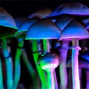 Do Some Shrooms in the Woods