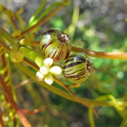 Coarse Dodder-Laurel (Cassytha Melantha)