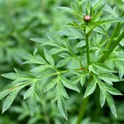 King's Salad (Cosmos Caudatus)