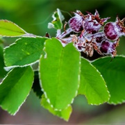 Coastal Serviceberry (Amelanchier Obovalis)