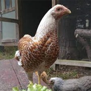 White Laced Red Cornish