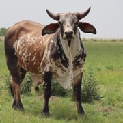 Nguni Cattle