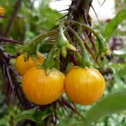 Bombona (Solanum Pachyandrum)