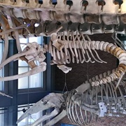The Oozing Whale Skeleton of New Bedford