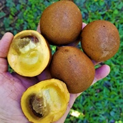 Burahol (Stelechocarpus Burahol)