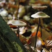 Mycetinis Scorodonius